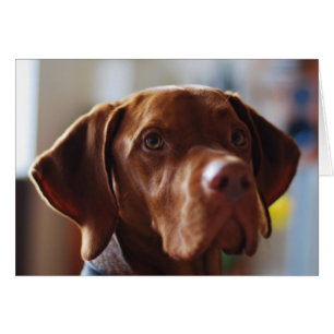 Vizsla - Where's my Mum?