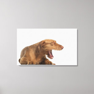 Vizsla yawning in front of white back ground canvas print