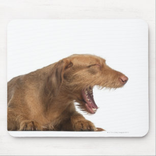 Vizsla yawning in front of white back ground mouse pad