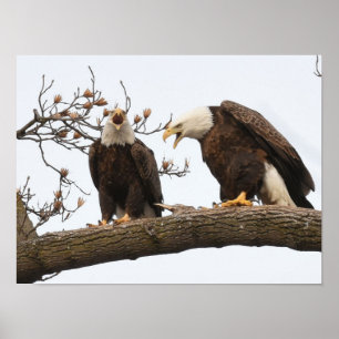 Vocalizing Bald Eagle Pair Poster