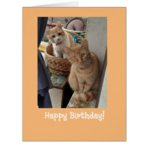 Voeux d'anniversaire Ginger Cats