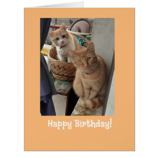 Voeux d'anniversaire Ginger Cats