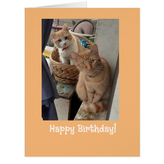 Voeux d'anniversaire Ginger Cats (Devant)