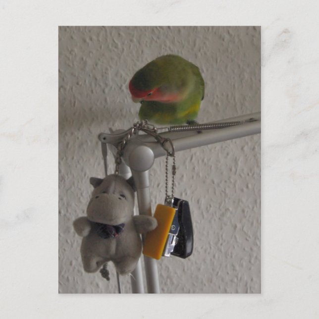 Vogel Postcard (Front)