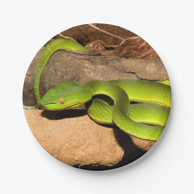 Vogel's Pit Viper Paper Plate (Front)