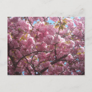 Voici ma carte postale en fleurs de cerisiers.