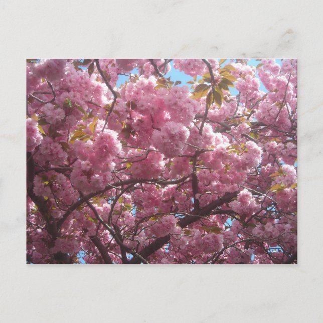 Voici ma carte postale en fleurs de cerisiers. (Devant)
