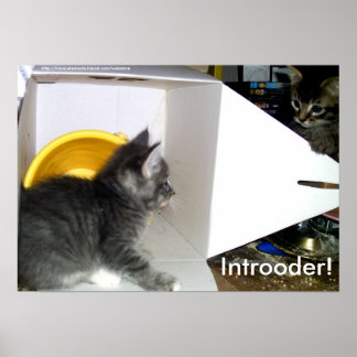 Voici ! Poster de Kitten