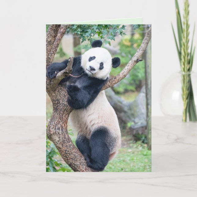 Voici votre carte de voeux Panda (Devant)