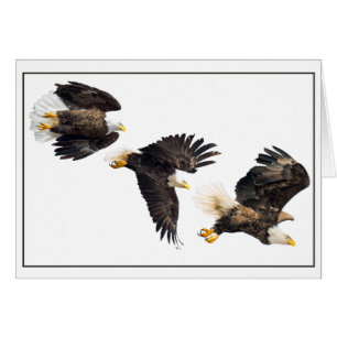 Vol d'aigle à tête blanche