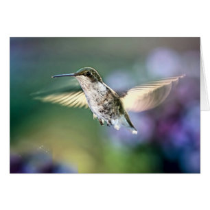 Vol de colibri