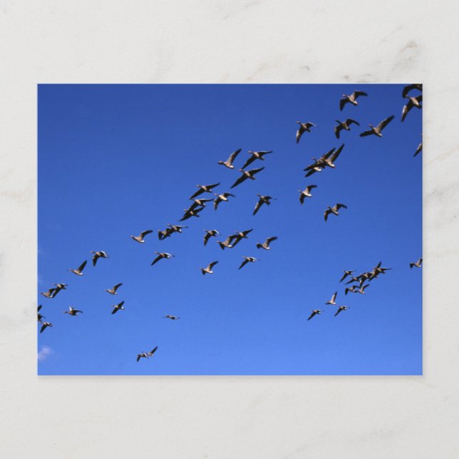 Vol de l'oie sauvage - Carte postale (Devant)