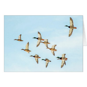Vol de Mallards