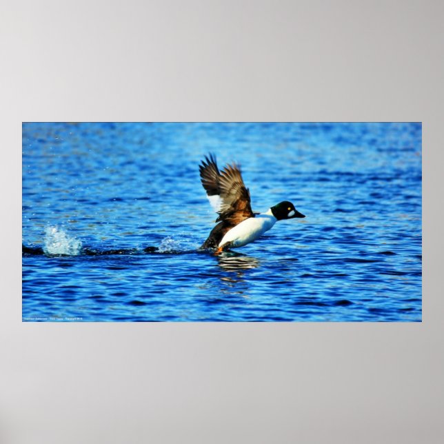 Vol Goldeneye commun - affiche 18x36 (Devant)