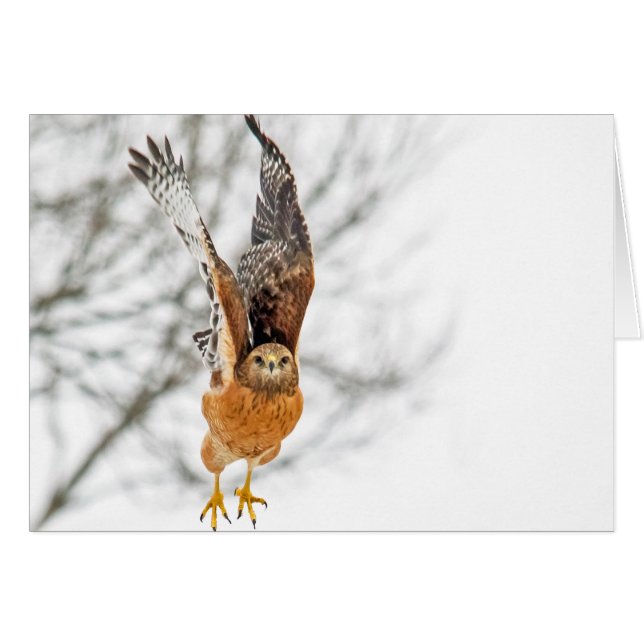 Vol Hawk (Devant horizontal)