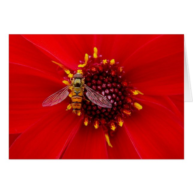 Vol stationnaire sur une Dahlia (Devant horizontal)