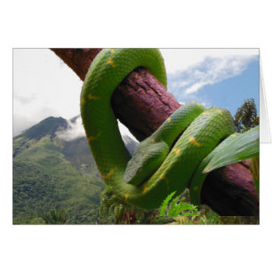 Volcan et serpent du Costa Rica