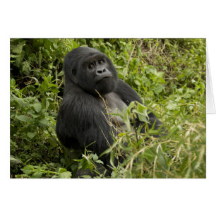 Volcanoes National Park, Mountain Gorilla