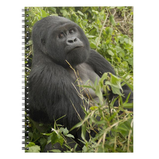 Volcanoes National Park, Mountain Gorilla Notebook (Front)