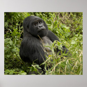 Volcanoes National Park, Mountain Gorilla Poster