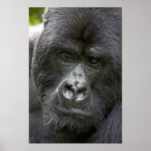 Volcanoes NP, Rwanda, Mountain Gorillas, Poster