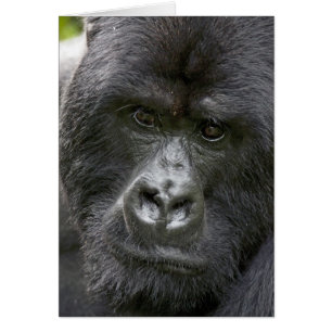 Volcanos NP, Rwanda, Gorilles de montagne,