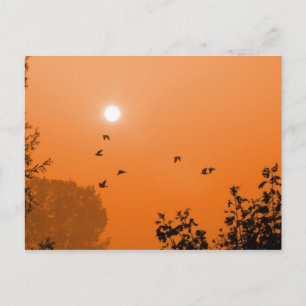 Voler à l'aube Carte postale