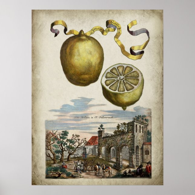 Volkamer Citrus Lemon Italian Landscape Poster (Front)