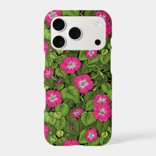 Volubilis rose et vert