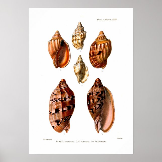 Voluta Shells Poster (Front)