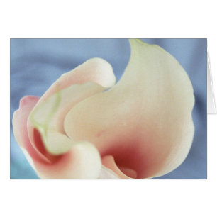 Vortex White Calla Lily Art Greeting Cards