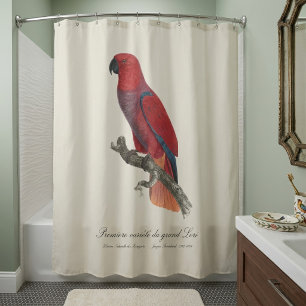Vosmaer Eclectus Parrot, Eclectus Roratus Vosmaeri