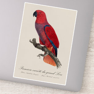 Vosmaer Eclectus Parrot, Eclectus Roratus Vosmaeri