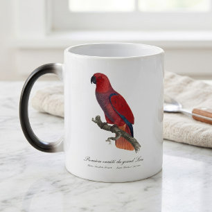 Vosmaer Eclectus Parrot, Eclectus Roratus Vosmaeri Magic Mug