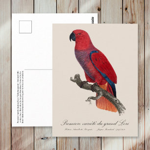 Vosmaer Eclectus Parrot, Eclectus Roratus Vosmaeri Postcard