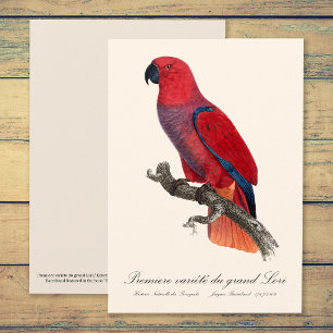 Vosmaer Eclectus Parrot, Eclectus Roratus Vosmaeri Thank You Card
