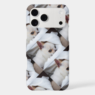 Votre animal de compagnie chien chiouahua photo pe