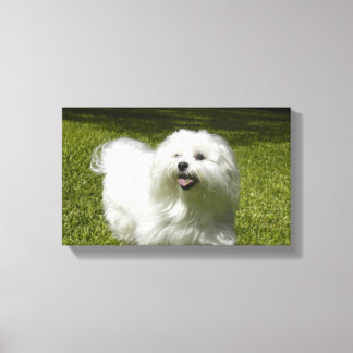 Votre animal de compagnie sur une toile étirée