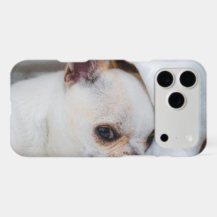Votre chiot chien de compagnie photo personnalisée