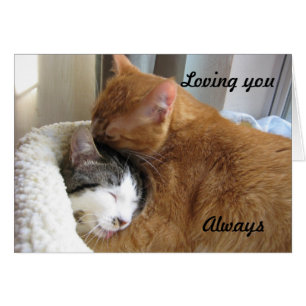 Vous aimer, toujours 036