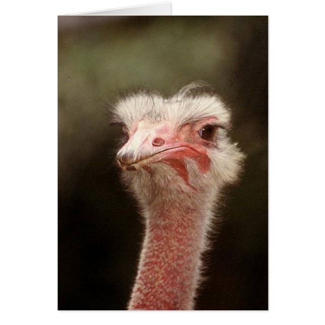 Vous avez encore dit ça ? (Devant)