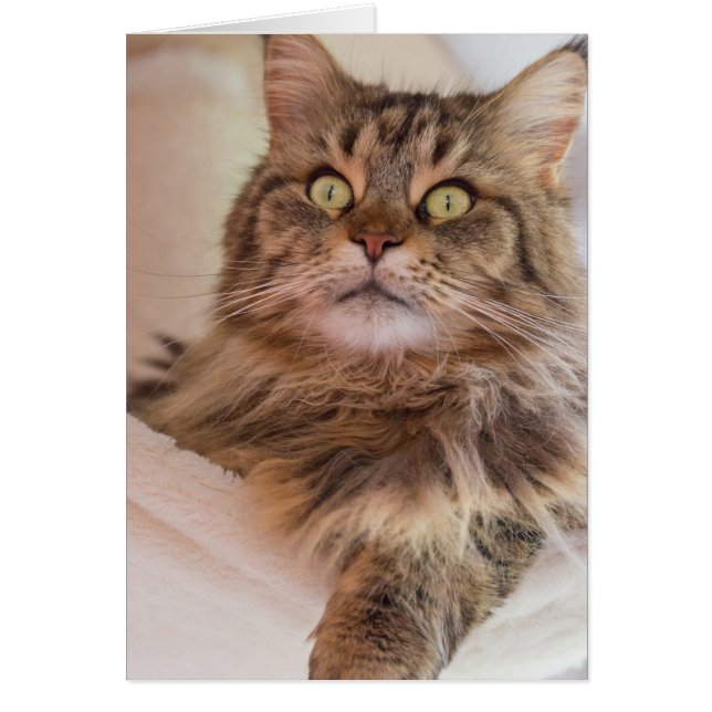 Vous avez mon attention ! - Carte chat Maine Coon (Devant)