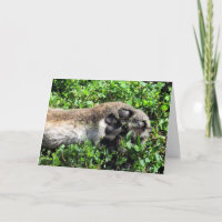 Vous êtes complètement paw-some Carte de remerciem