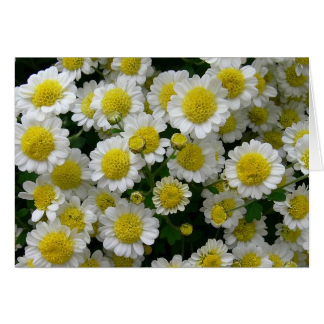 Vous êtes mon soleil (Devant horizontal)