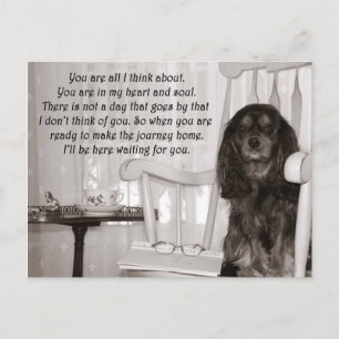 Vous manquez : une carte KIng Charles Spaniel Cava