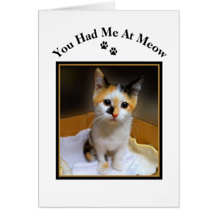 Vous m'avez eu au chaton de calicot de Meow