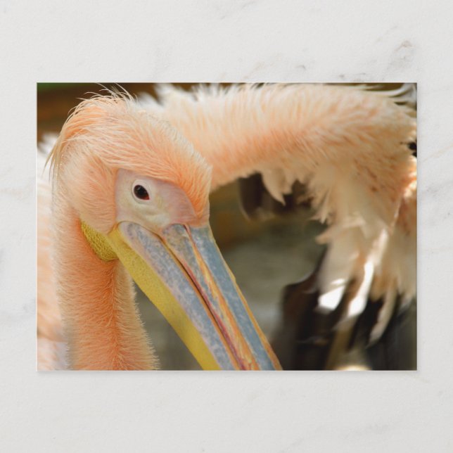 Vous observant carte postale de pélican (Devant)