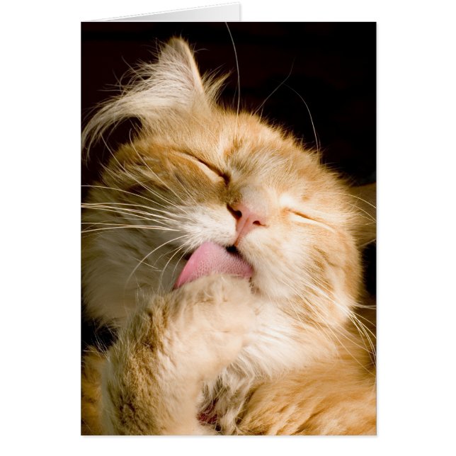 Vous Pensant Chat Maine Coon Se Faisant Belle Phot (Devant)
