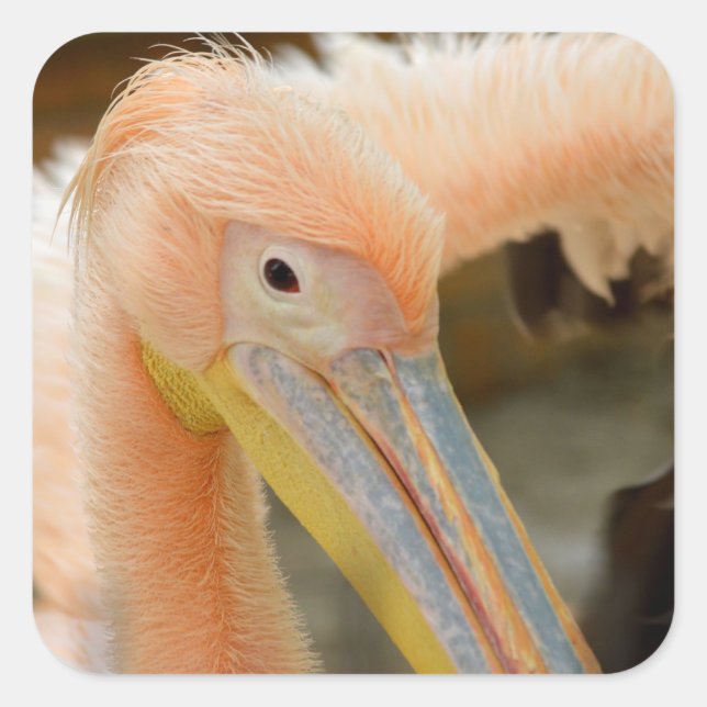 Vous Regarder Sticker Pelican (Devant)