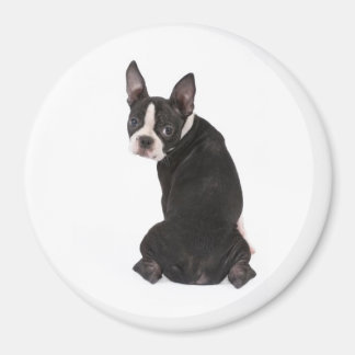 Vous regardez Boston Terrier Magnet